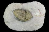 Bumpy Zlichovaspis Trilobite - Lghaft, Morocco #125088-4